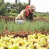 International Day of Rural Women