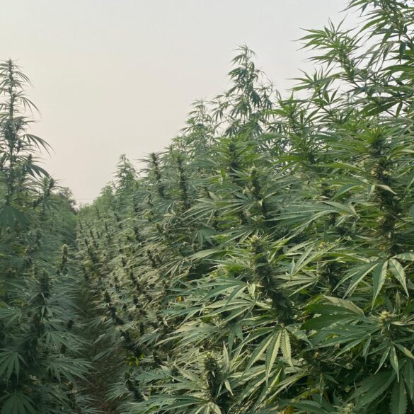 Paraguayan cannabis