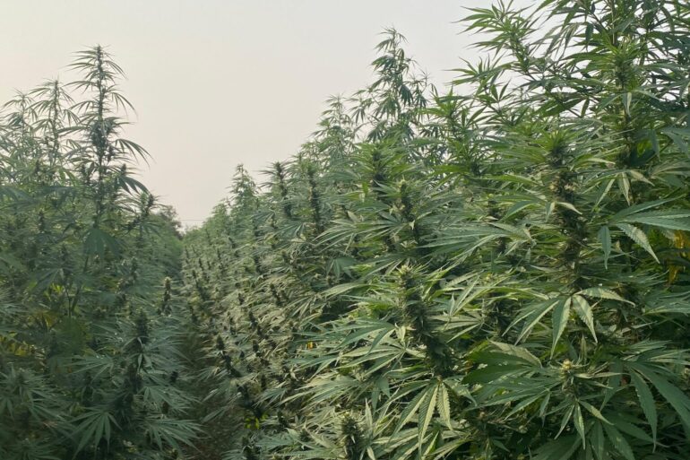 Paraguayan cannabis