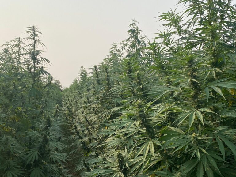 Paraguayan cannabis