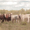 Paraguayan Roundtable On Sustainable Meat