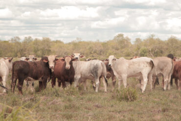 Paraguayan Roundtable On Sustainable Meat