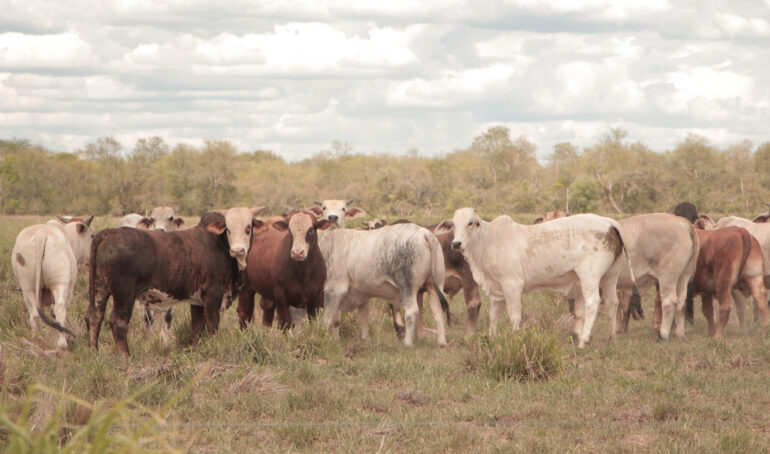 Paraguayan Roundtable On Sustainable Meat