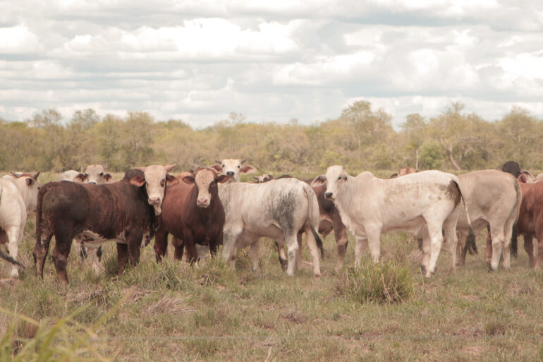 Paraguayan Roundtable On Sustainable Meat