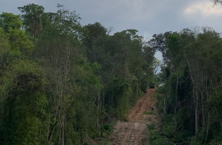 native forests in Paraguay