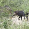 Wild animals along the bioceanic corridor