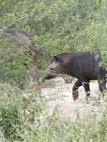 Wild animals along the bioceanic corridor