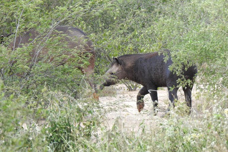 Wild animals along the bioceanic corridor