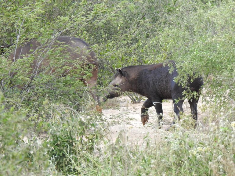 Wild animals along the bioceanic corridor