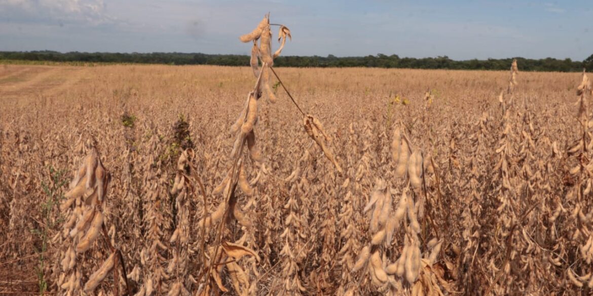 soybean harvest