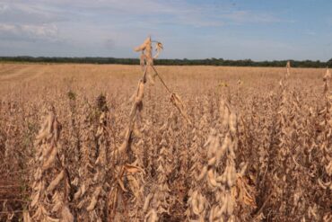 soybean harvest