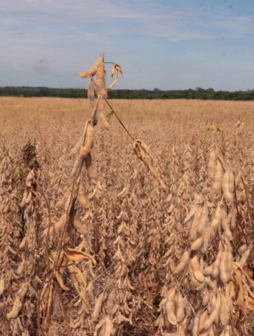 soybean harvest