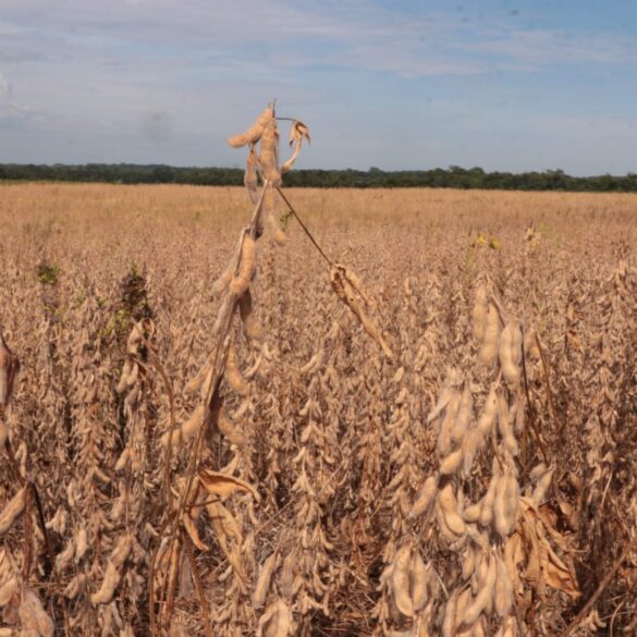 soybean harvest