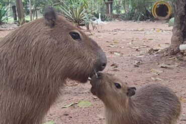 Capybaras at Asunción Zoo