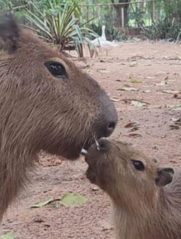 Capybaras at Asunción Zoo