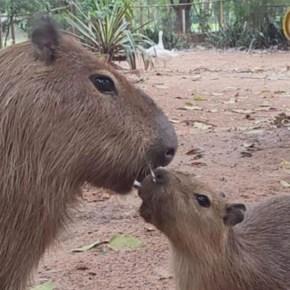 Capybaras at Asunción Zoo