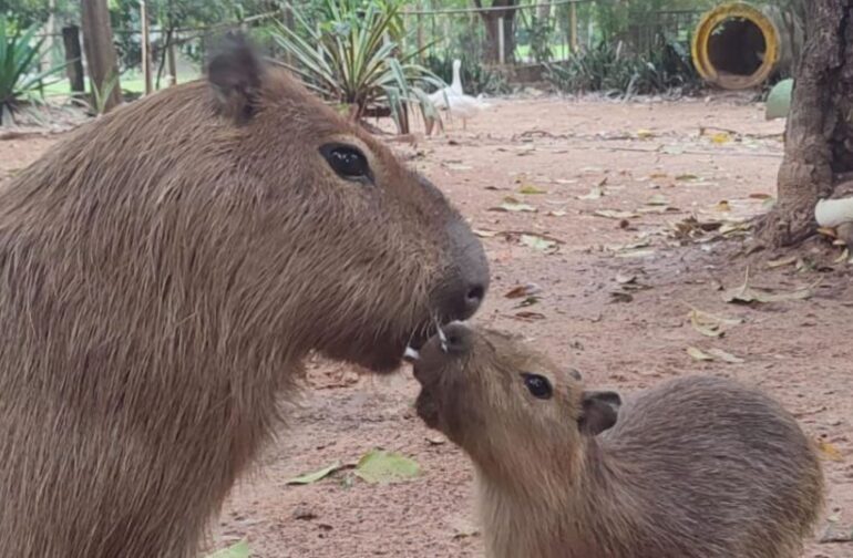 Capybaras at Asunción Zoo