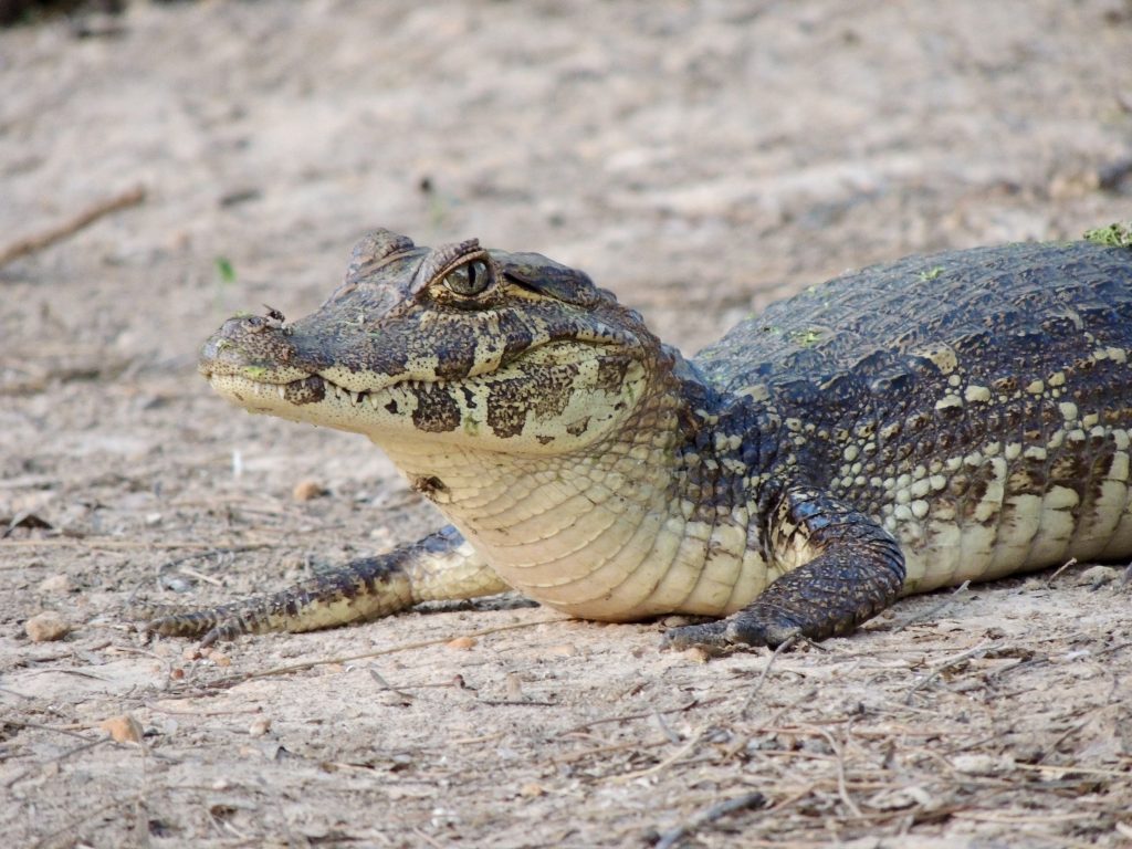 Animal you can see during the Chaco Expedition.