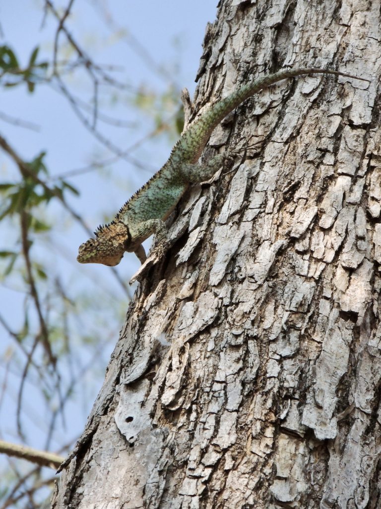 Animal you can see during the Chaco Expedition.