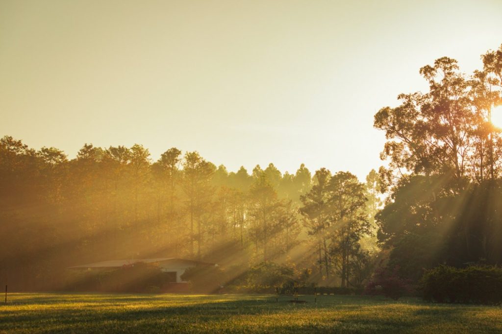 Forest Industry in Paraguay.