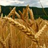Wheat Production in Paraguay Hits New High in 2025