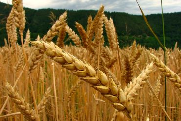 Wheat Production in Paraguay Hits New High in 2025