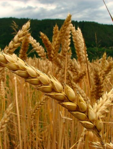 Wheat Production in Paraguay Hits New High in 2025