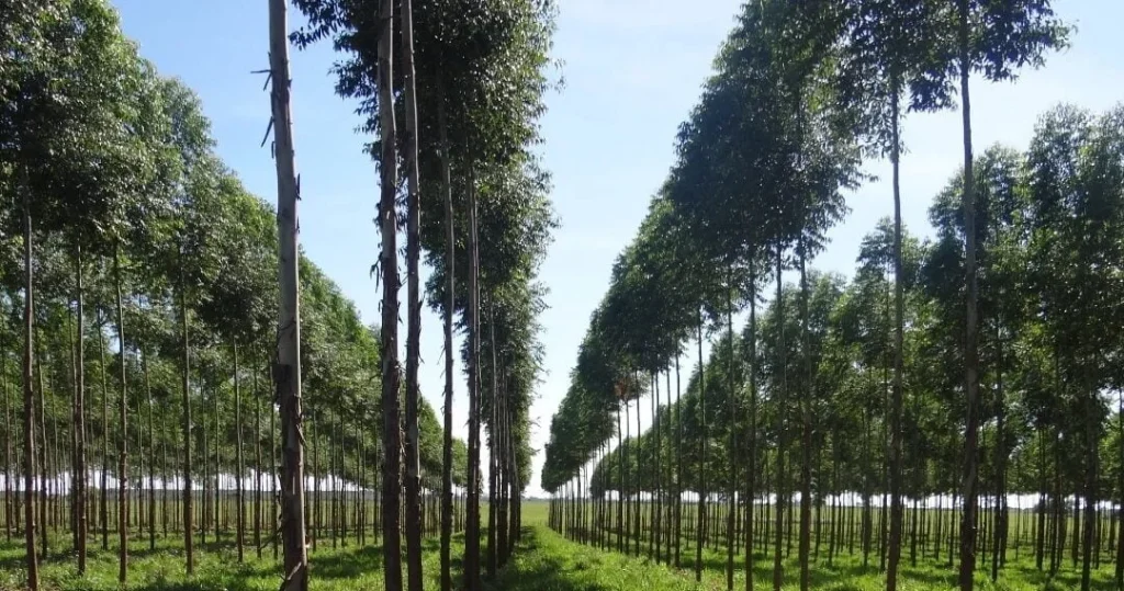 Forest Industry in Paraguay.