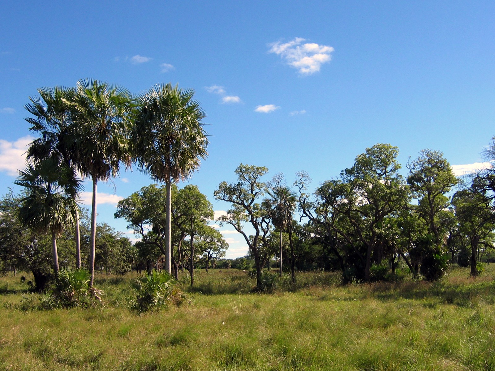 Into The Green Heart: Discovering Paraguay’s Wild Side