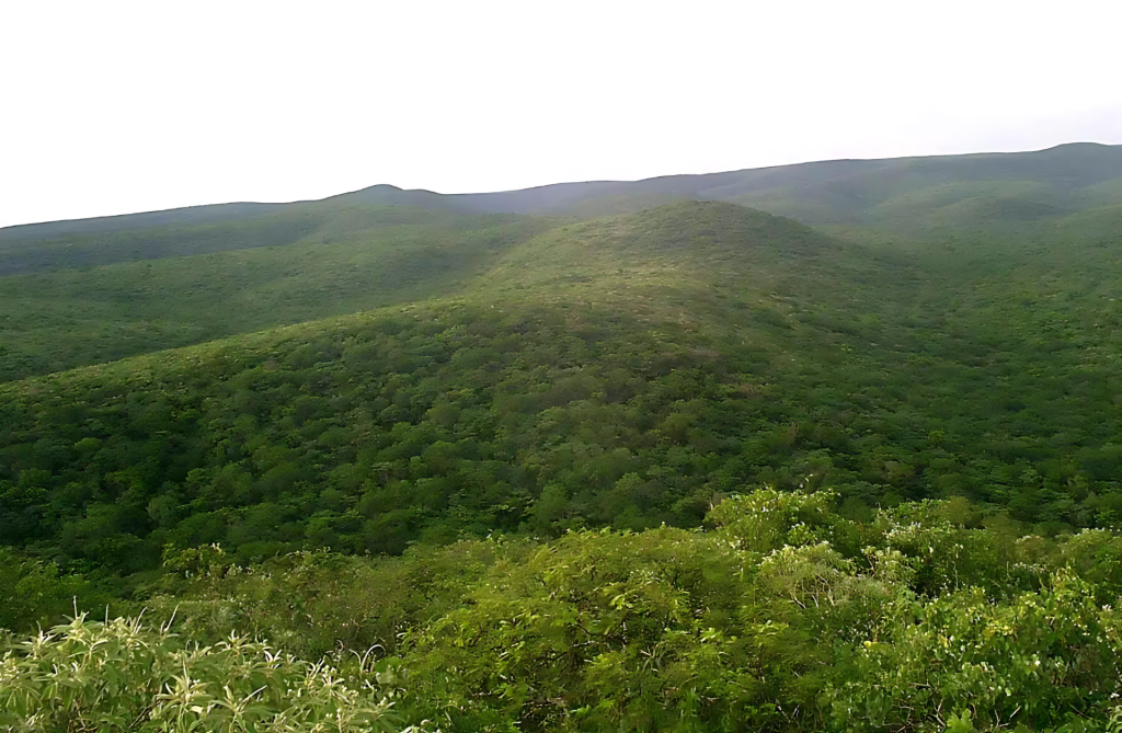 Cerro León - Chaco