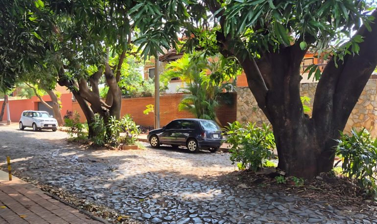 You will see many trees in the road like this in Paragay