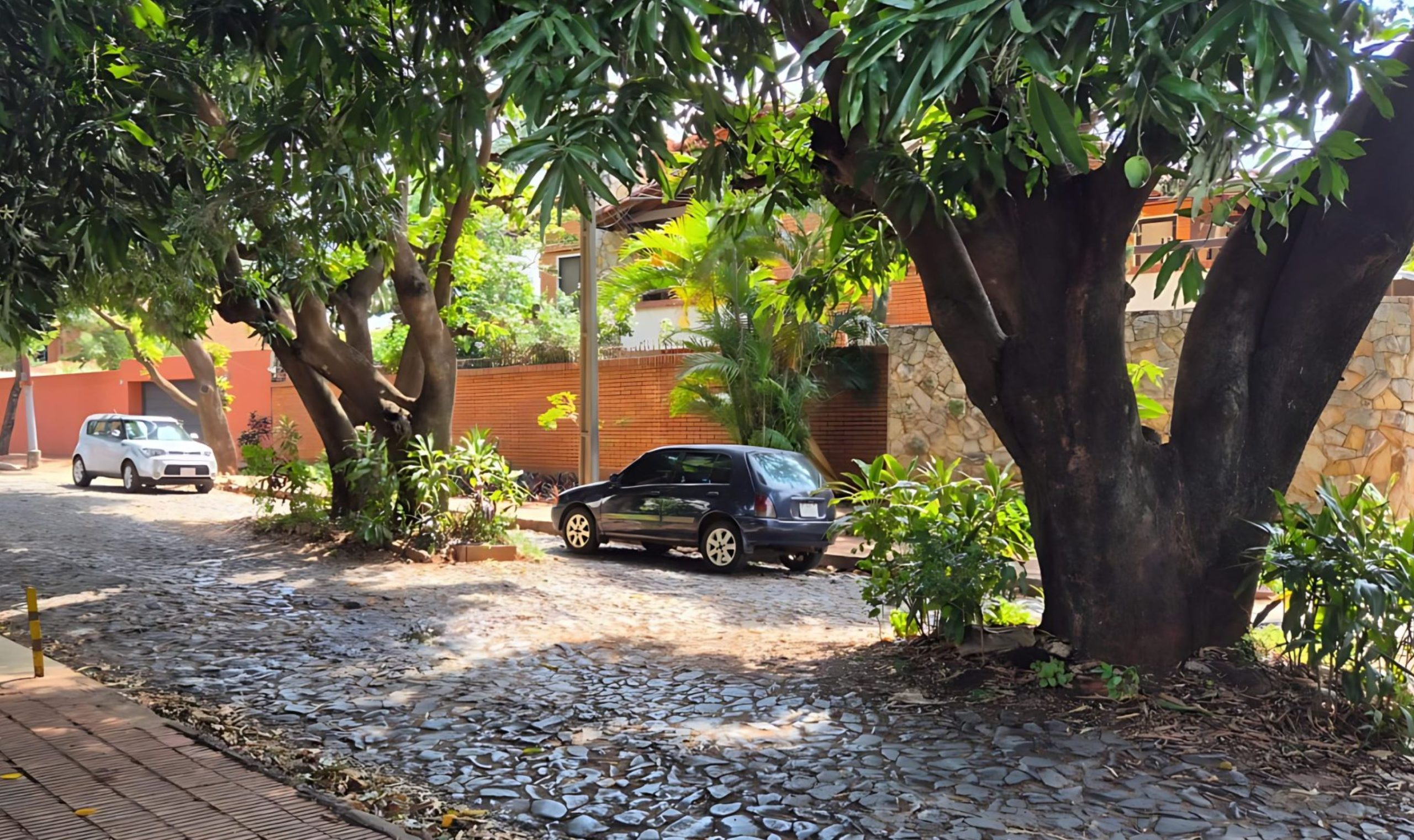 Asunción’s Unlikely Landmarks: Why Do Trees Stand In the Middle Of Roads?