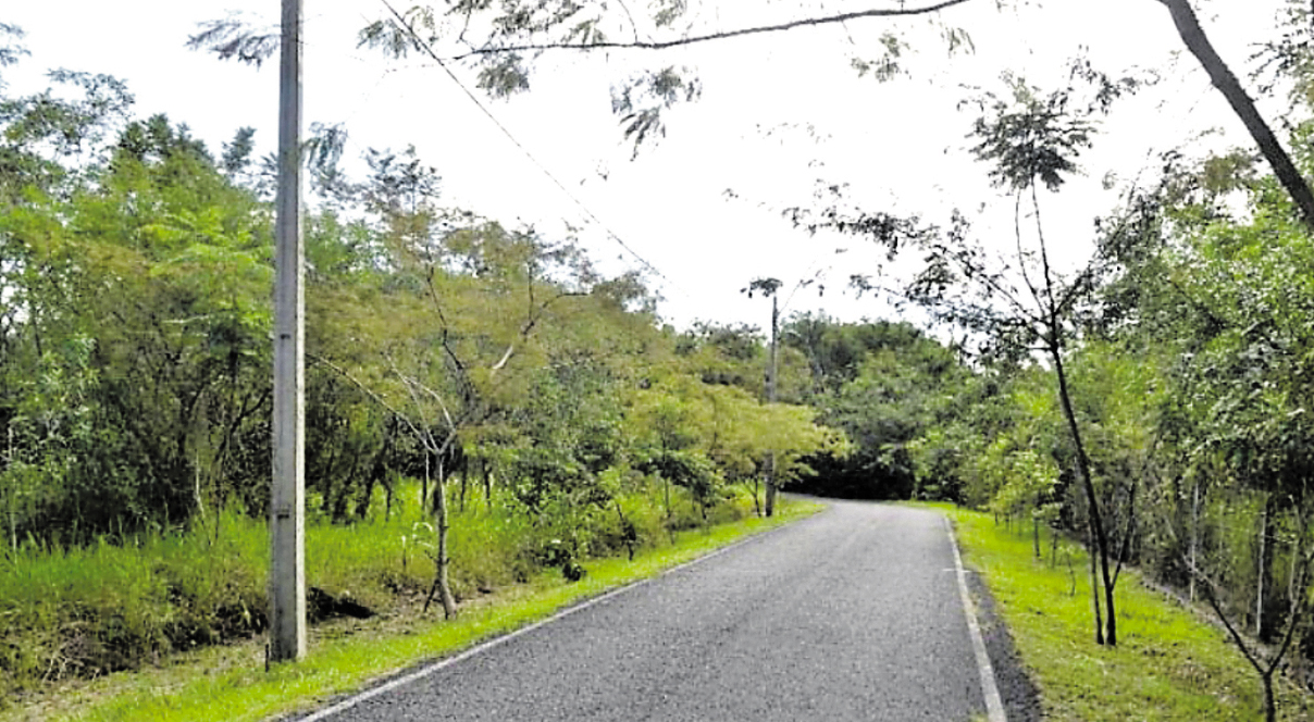 These Are The Top 5 Dog-Friendly Green Spaces In Asunción For A Perfect Pup Walk