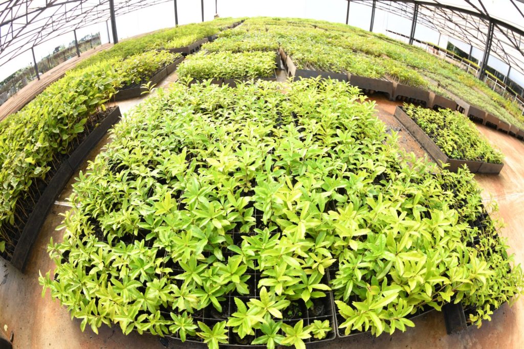 Plants present at the centre.