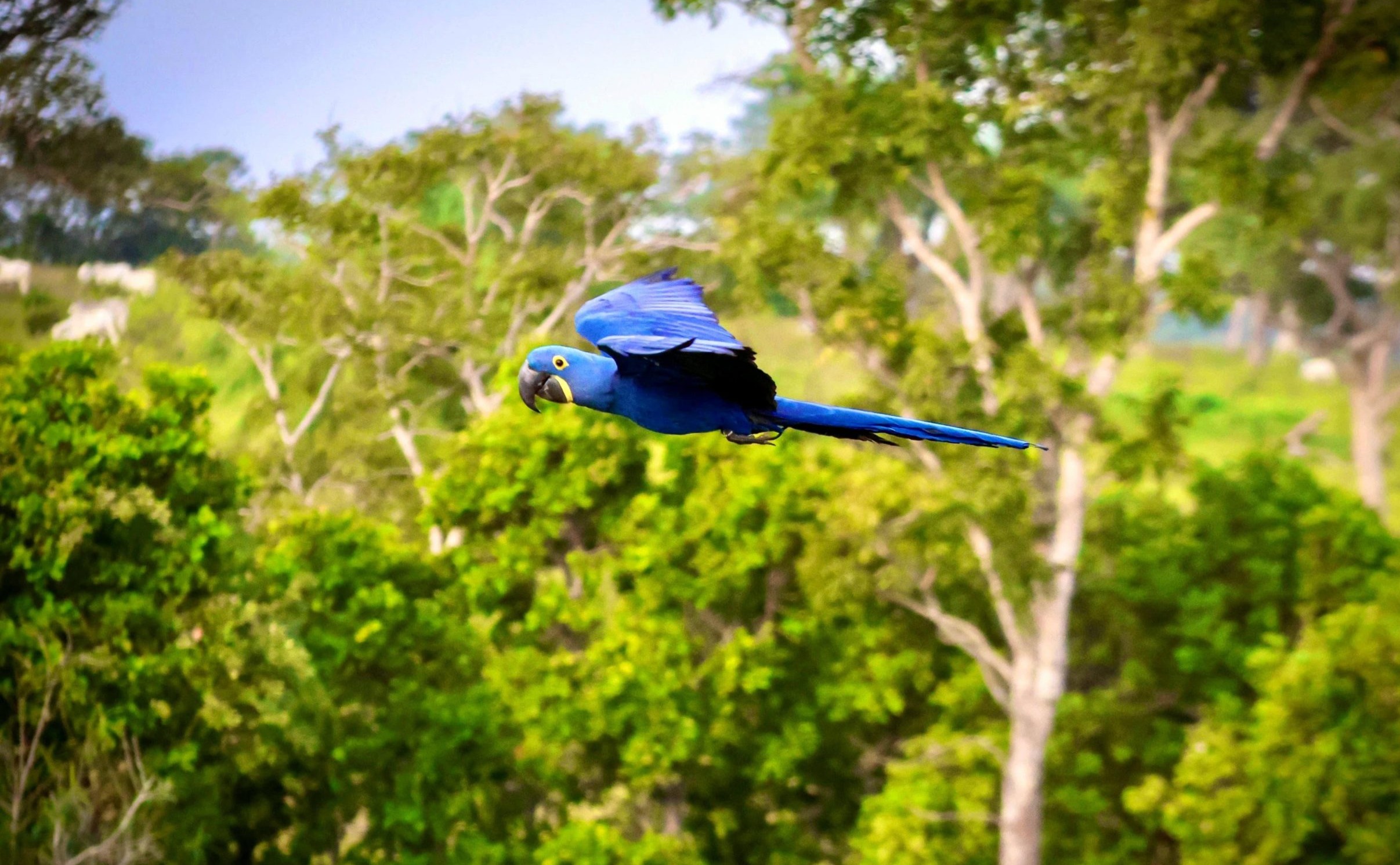 Endangered Macaws Saved, While Blue Macaw Perla Returns To The Wild