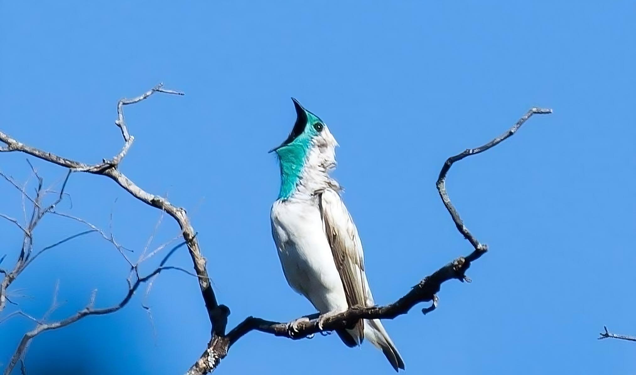Meet Pájaro Campana: Paraguay’s National Bird And Its Legendary Call