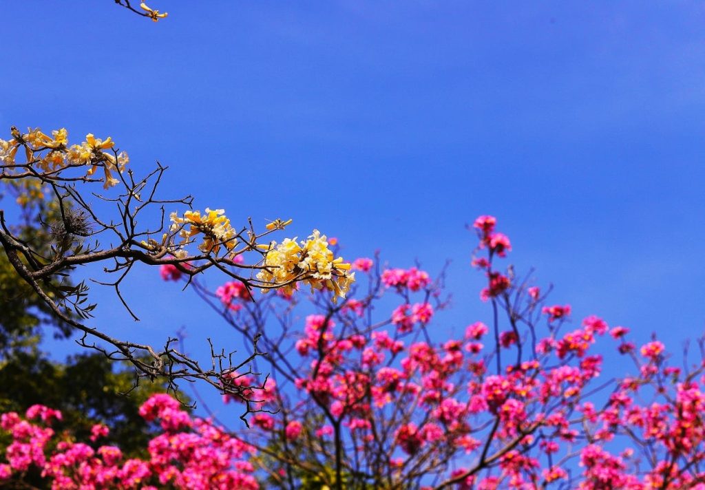 Arrival of spring on Youth Day.