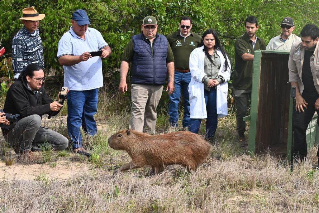 Animals.