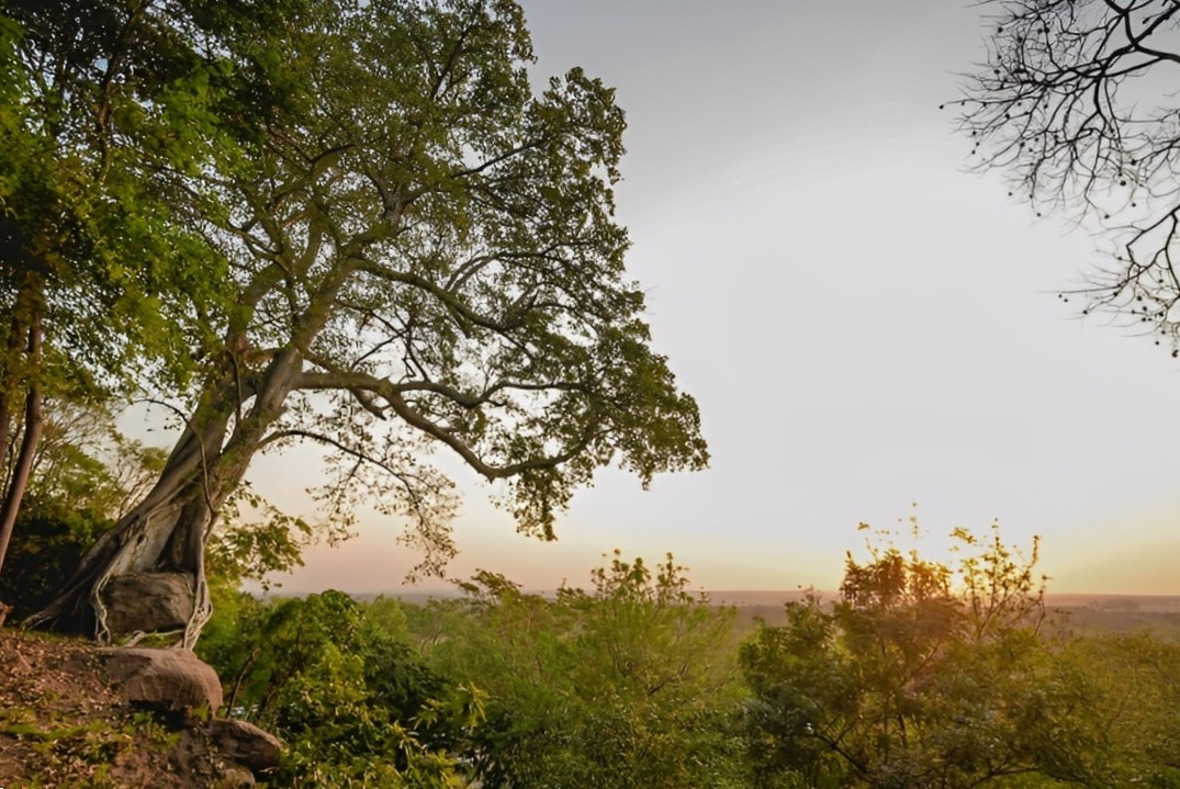 Majestic Guapo’y Stands Tall In Paraguay’s Prestigious Tree Competition