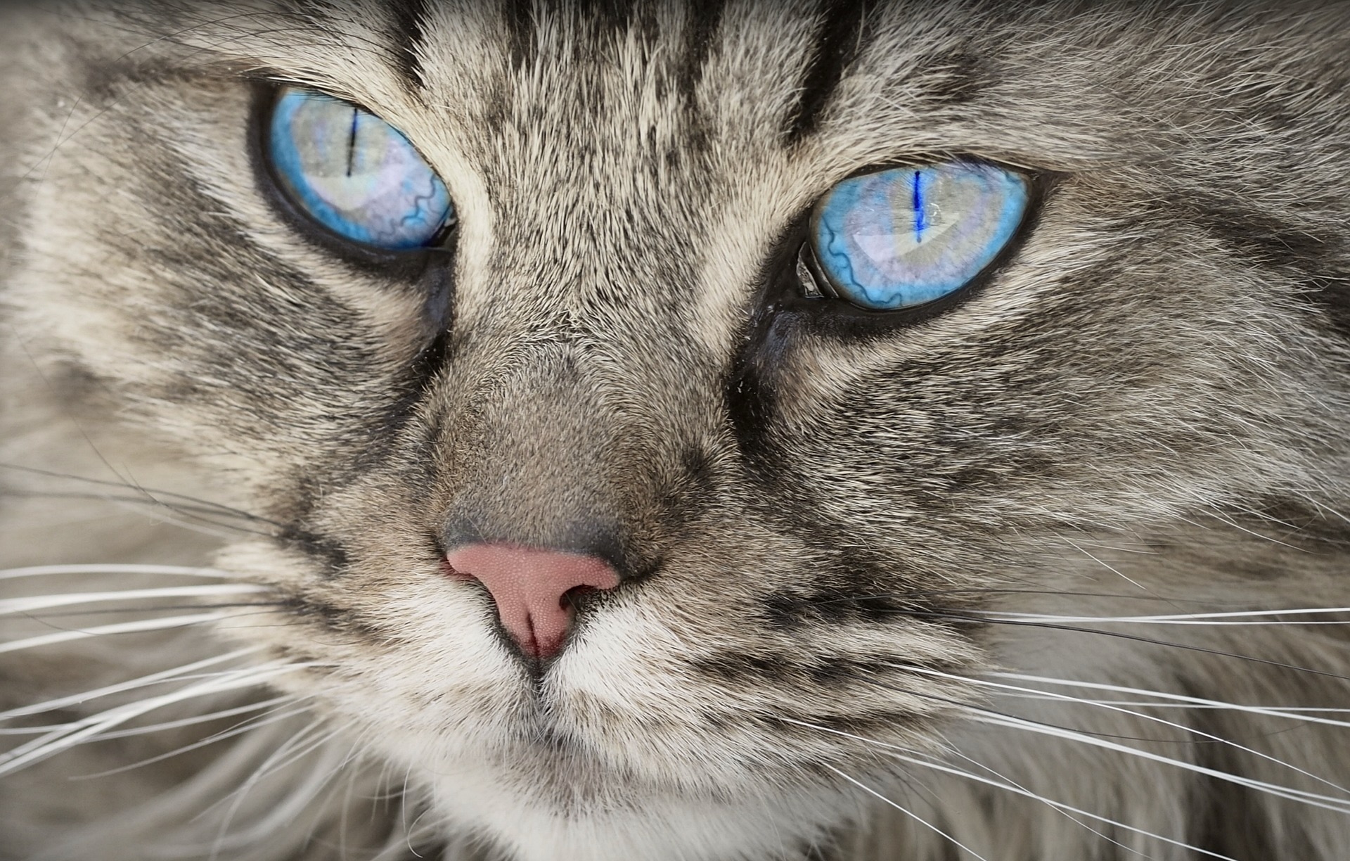 Cat Culture in Asunción: A Global Phenomenon, A Personal Journey