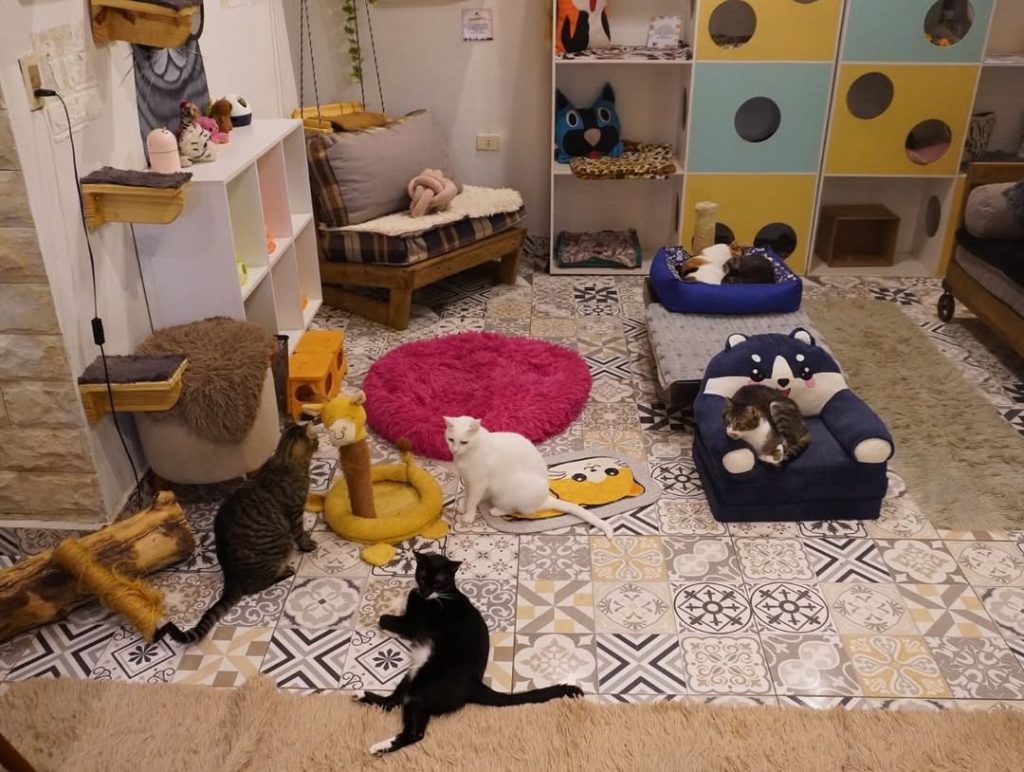 Animals from the café.