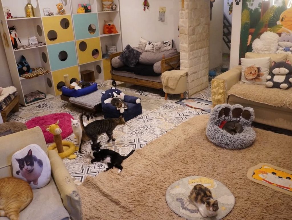 Animals from the café.