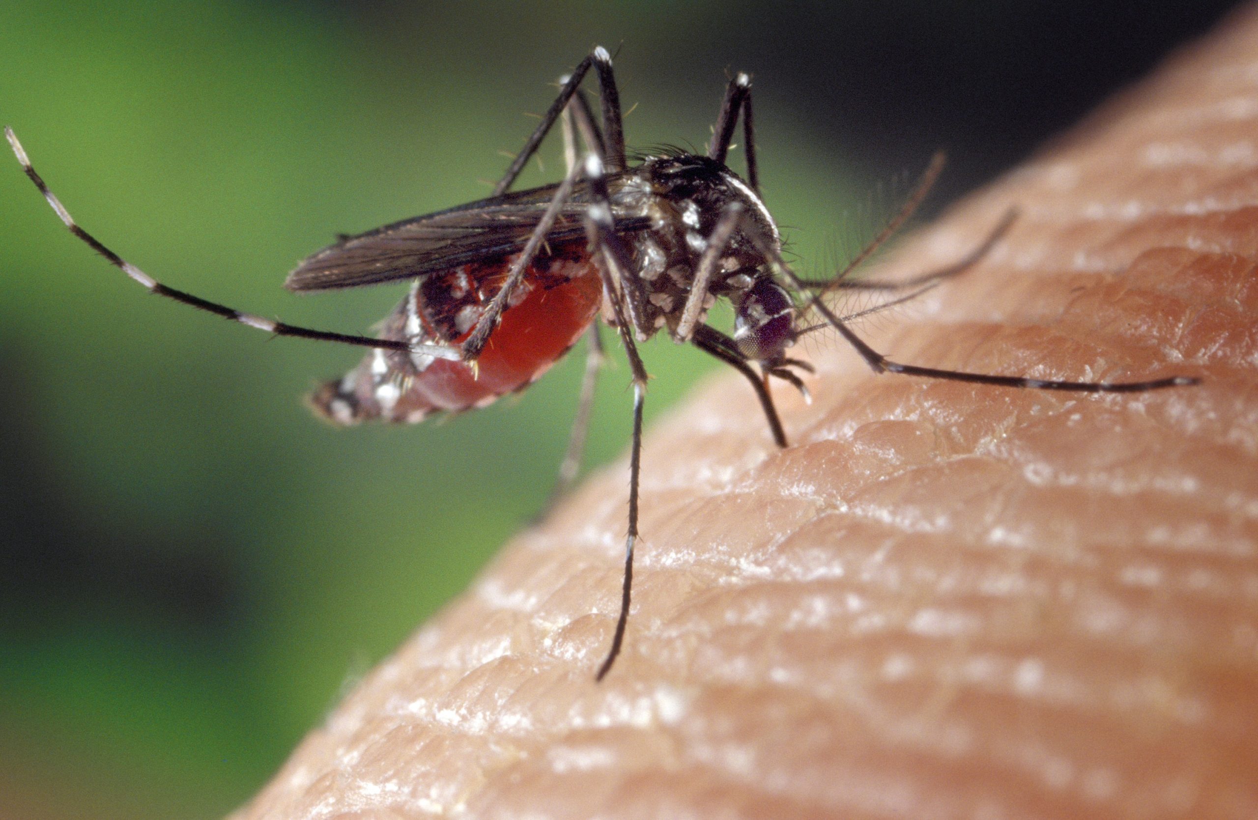 A Dengue Fever Prevention Guide For Paraguay Residents And Visitors 