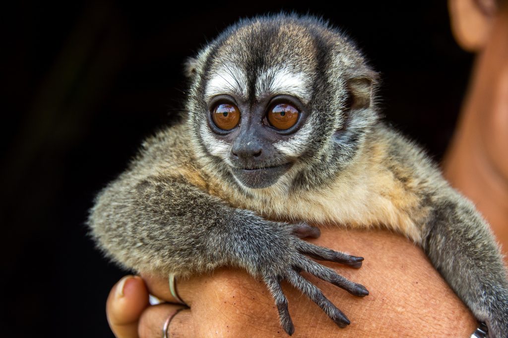 Endangered Paraguayan Night Monkey Rescued After Trafficking Operation