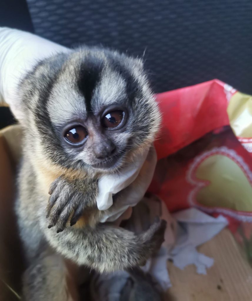 A night monkey, one of the animal from the wildlife rescued.