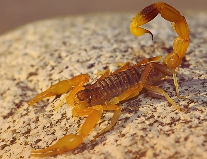 Scorpion Alert As Heat And Humidity Drive Arachnids Into Paraguayan Homes