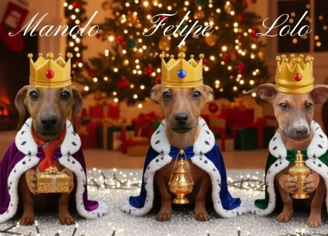 Adorable Puppies And Kittens Ready For Adoption In Paraguay