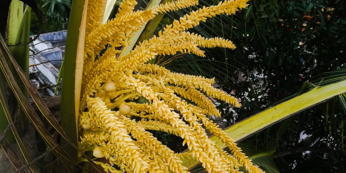 coconut flowers