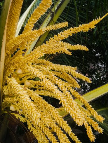 coconut flowers