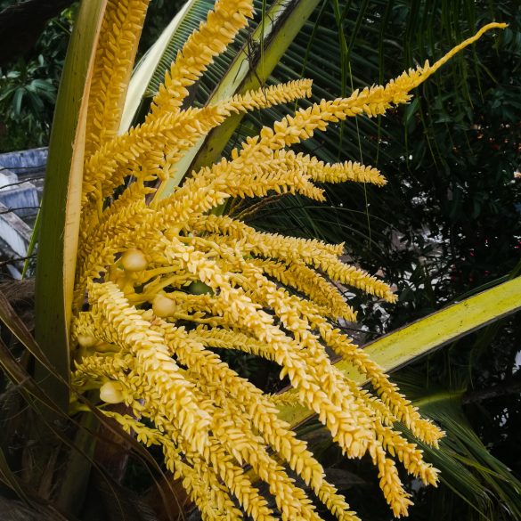 coconut flowers